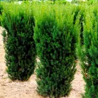 Oszlopos tiszafa (termős) Taxus media 'Hicksii'