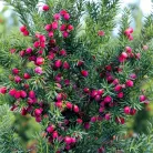 Oszlopos tiszafa (termős) Taxus media 'Hicksii'