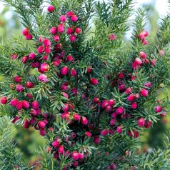 Oszlopos tiszafa (termős) Taxus media 'Hicksii'