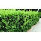Oszlopos tiszafa (hímivarú) Taxus media Hillii