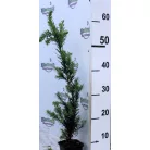 Oszlopos tiszafa (hímivarú) Taxus media Hillii