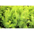 Oszlopos tiszafa (hímivarú) Taxus media Hillii