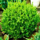 Törpe puszpáng Buxus sempervirens Suffruticosa