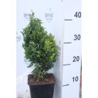 Törpe puszpáng Buxus sempervirens Suffruticosa