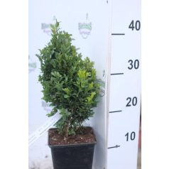 Törpe puszpáng Buxus sempervirens Suffruticosa