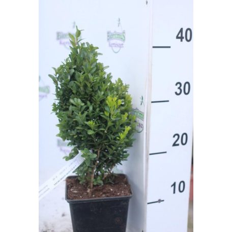 Törpe puszpáng Buxus sempervirens Suffruticosa