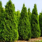 Smaragd tuja Thuja occidentalis 'Smaragd'