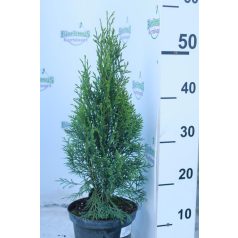 Smaragd tuja Thuja occidentalis 'Smaragd'