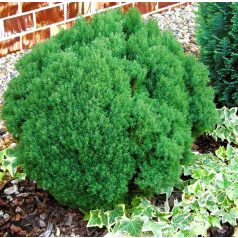 Teddy törpe gömbtuja Thuja occidentalis Teddy