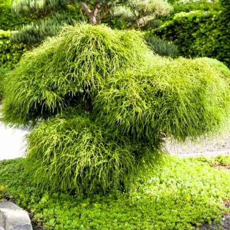 Fonalas tuja Thuja plicata Whipcord