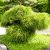 Fonalas tuja Thuja plicata Whipcord