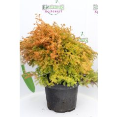 Rheingold nyugati tuja Thuja occidentalis Rheingold