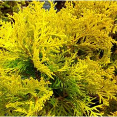 Törpe arany nyugati tuja Thuja occidentalis Danica Aurea