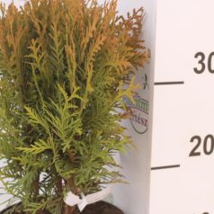Törpe gömbtuja Thuja occidentalis 'Danica' K2