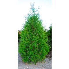 Brabant tuja Thuja occidentalis Brabant