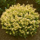 Aprólevelű magyal Ilex crenata 'Golden Gem'