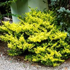 Aprólevelű magyal Ilex crenata 'Golden Gem'