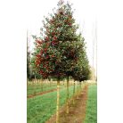 Bogyós magyal ILEX MUTC. NELLIE R. STEVENS