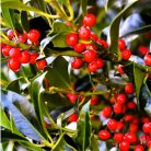 Bogyós magyal ILEX MUTC. NELLIE R. STEVENS