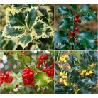 Magyal fajták Ilex mix cserépben