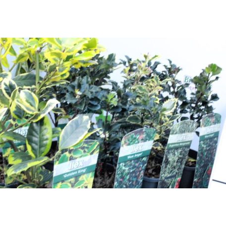 Magyal fajták Ilex mix cserépben
