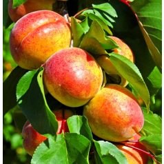Polonais kajszibarack Prunus armeniaca Polonais