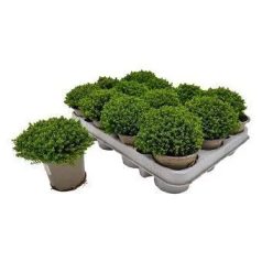   Örökzöld veronikacserje vagy Örökzöld hanga Hebe emerald