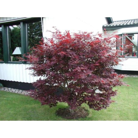 Vöröslevelű japán juhar Acer palmatum 'Atropurpureum'