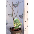 Csipkézett levelű japán juhar Acer palmatum Emerald Lace