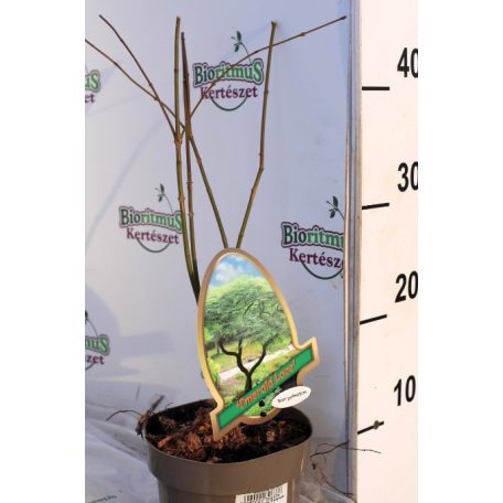 Csipkézett levelű japán juhar Acer palmatum Emerald Lace