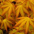 Japán juhar Orange Dream Acer palmatum Orange Dream
