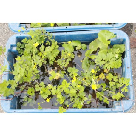 Mocsári gólyahír Caltha palustris