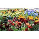  Árvácska 9 cm-es cserépben