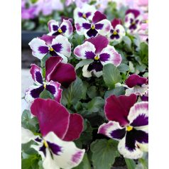  Árvácska 9 cm-es cserépben