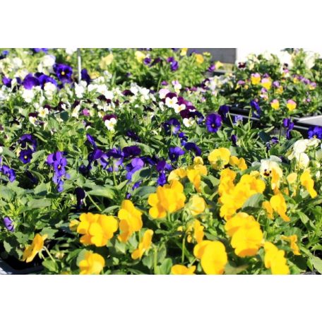  Árvácska 9 cm-es cserépben