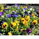  Árvácska 9 cm-es cserépben