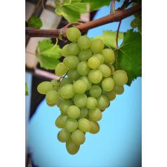 Bolgár Rezi R szőlő különleges fajta