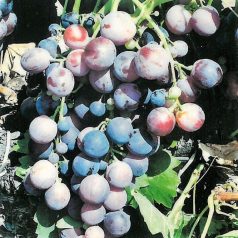 Cardinál csemegeszőlő