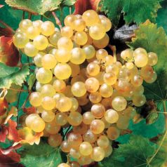 Chasselas fehér csemegeszőlő