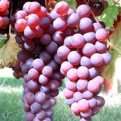 Chasselas piros csemegeszőlő