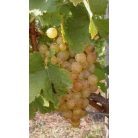 Ezerfürtű fehérbor szőlő konténeres