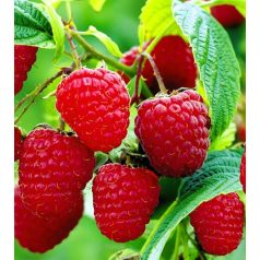 Fertődi málna bokor szabadgyökerű