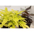 Édesburgonya/Batáta Ipomea