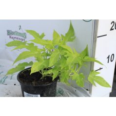 Édesburgonya/Batáta Ipomea