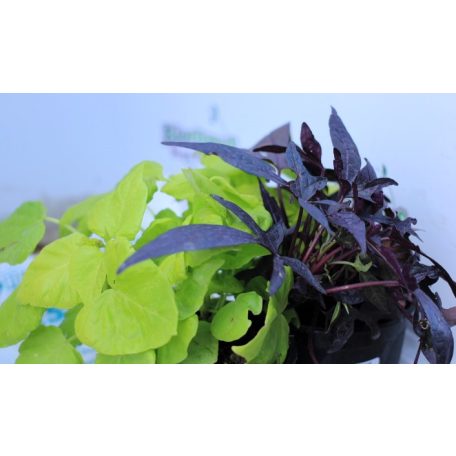 Édesburgonya/Batáta Ipomea