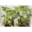 Pakkos folytontermő eper