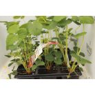 Pakkos folytontermő eper