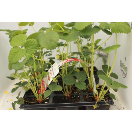 Pakkos folytontermő eper