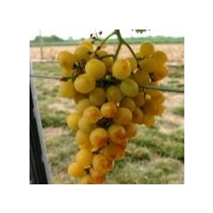 Palatina (Augusztusi muskotály) R csemegeszőlő