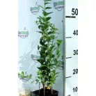Széleslevelű fagyal Ligustrum ovalifolium